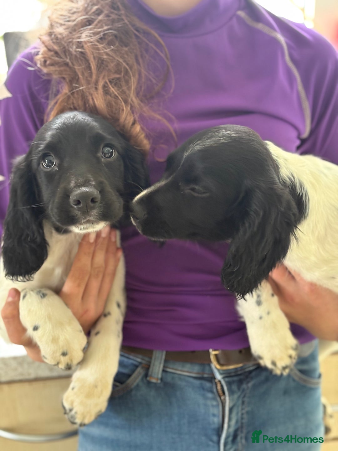 English Springer Spaniel dogs for sale: KC Registered English springer spaniel puppies. - Image 1