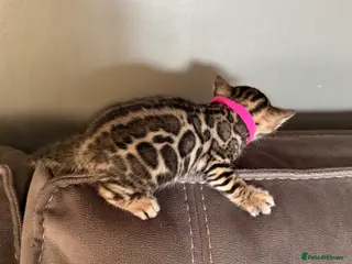 Bengal cats Beautiful pedigree Bengal kittens for sale - Advert 6