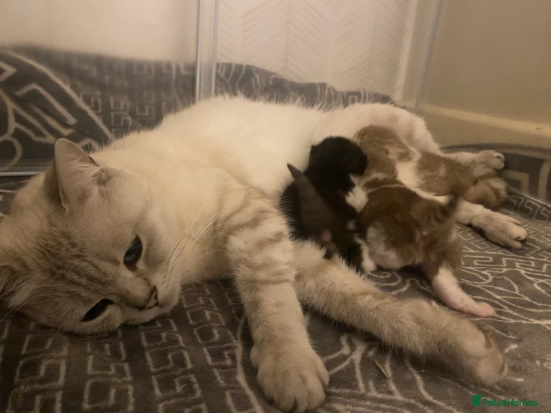 British Shorthair cats for sale: RESERVED British shorthair longhair TICA  bio - Advert 2