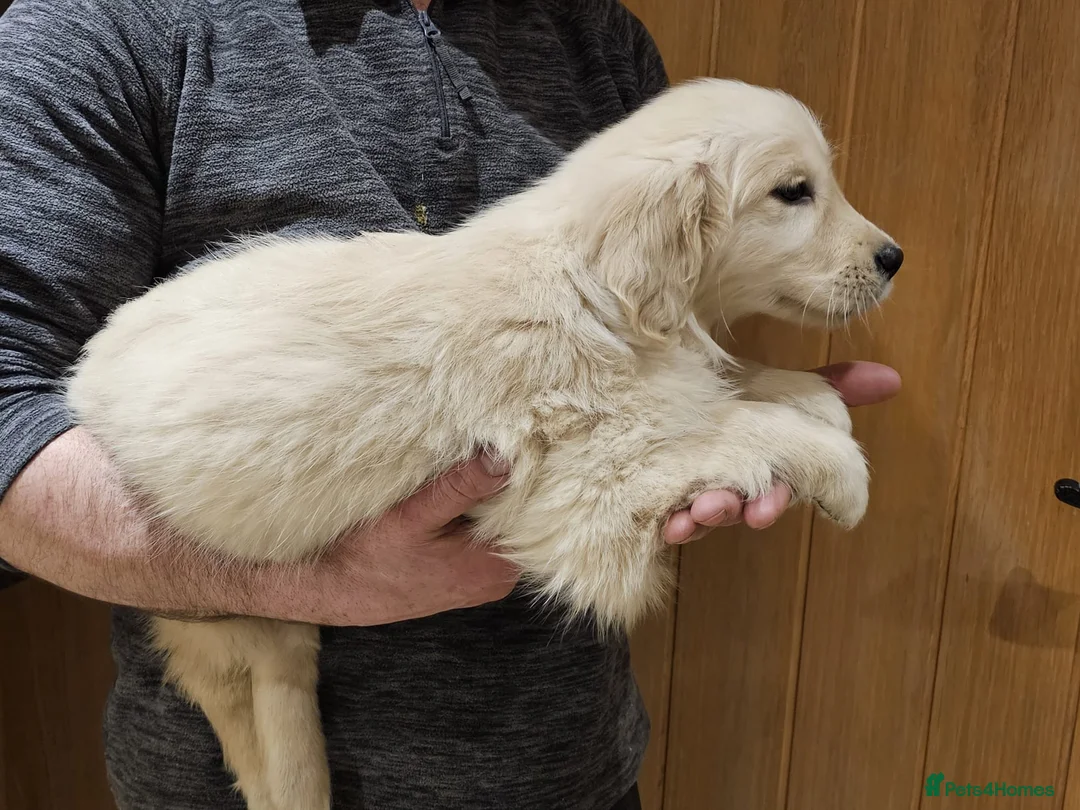 Golden Retriever dogs for sale: Golden retriever puppies - Advert 5