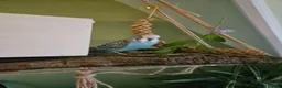 Budgerigars birds for sale: 3 Male Chicks Semi Tame in Betchworth - Advert 5