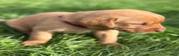 Labrador Retriever dogs for sale: Labrador Puppies for sale - Advert 18