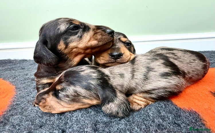 Miniature Dachshund dogs - Advert 5