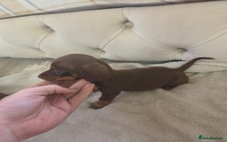Miniature Dachshund dogs for sale: Mini Dachshund - Image 11