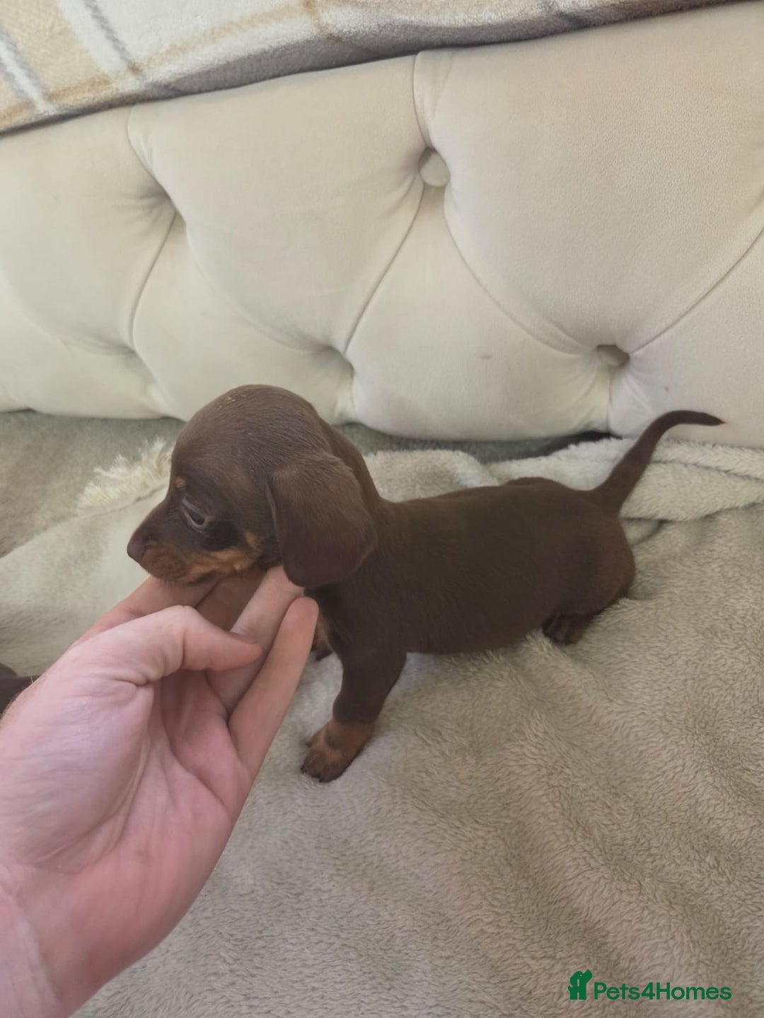 Miniature Dachshund dogs for sale: Mini Dachshund - Image 11