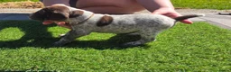 German Shorthaired Pointer dogs for sale: Stunning example of KC German Shorthaired Pointers in Tredegar - Advert 26