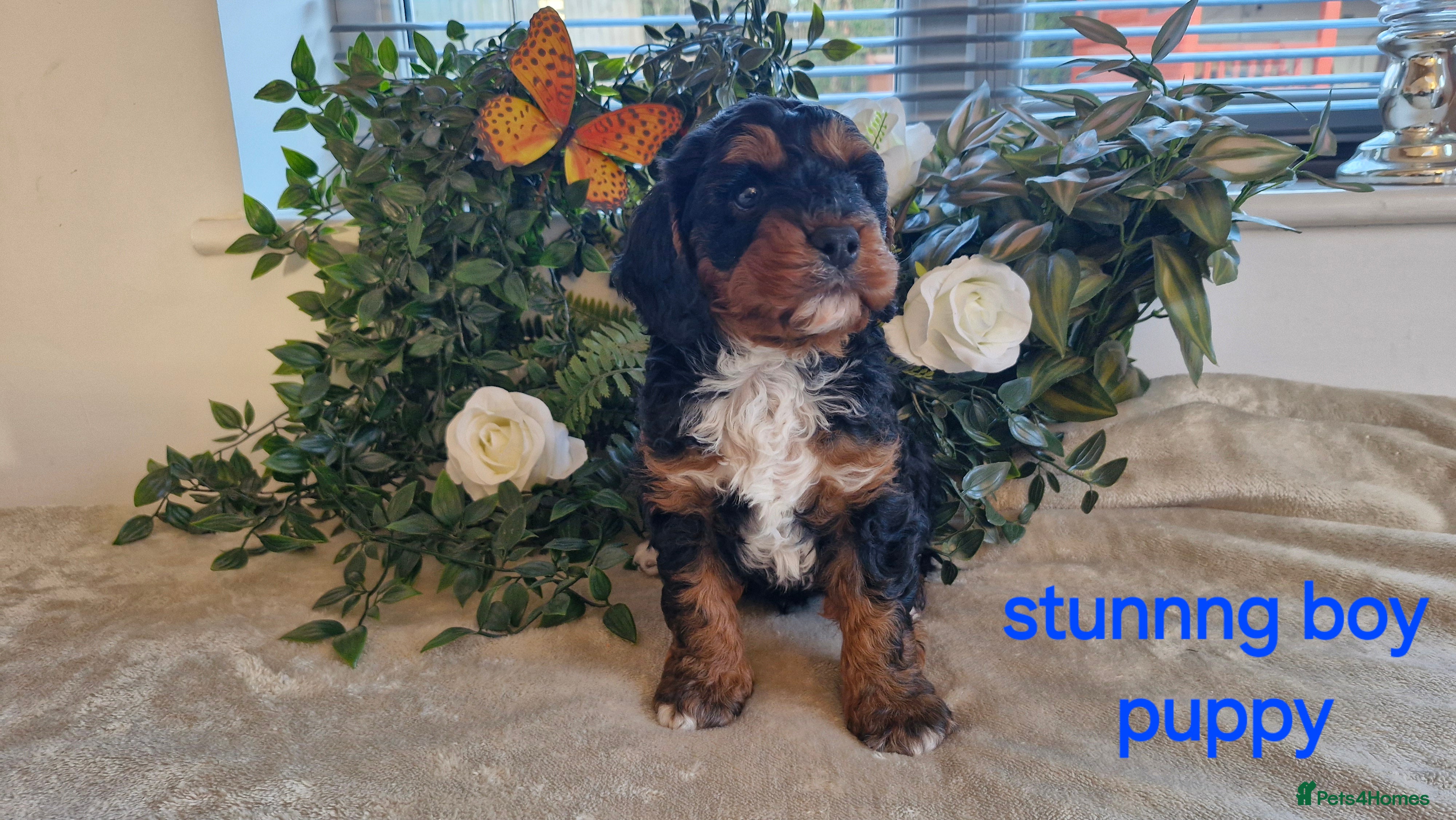 Cavapoo dogs stunning rare f1 cavapoo puppy health tested - Advert 5