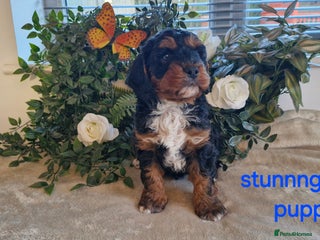 Cavapoo dogs stunning rare f1 cavapoo puppy health tested - Advert 6