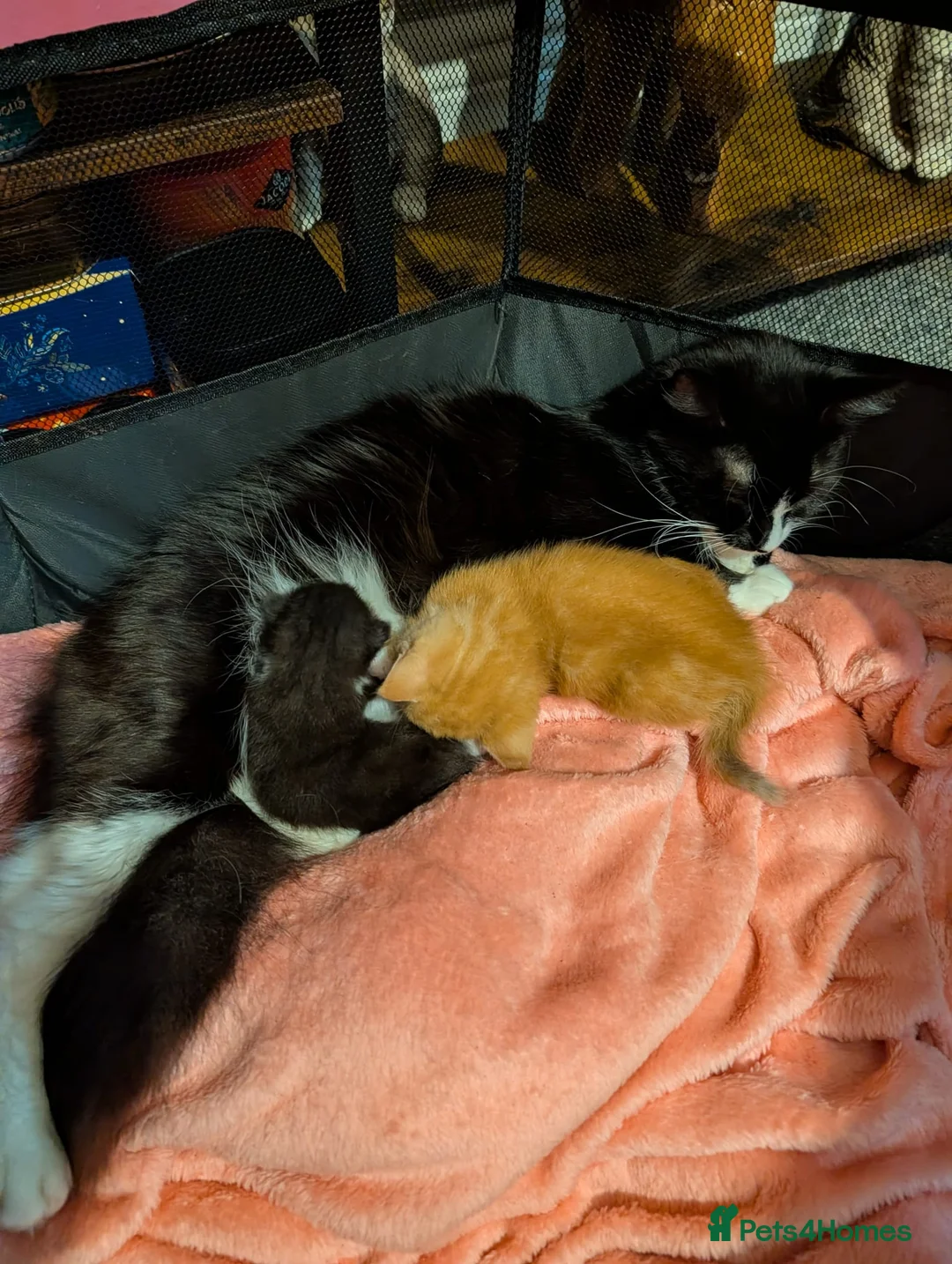 Mixed Breed cats for sale: Female kitten - Advert 1