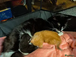 Mixed Breed cats Female kitten - Advert 1