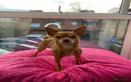 Chihuahua dogs for stud: Stunning male Chihuahua for stud in Ware - Image 5
