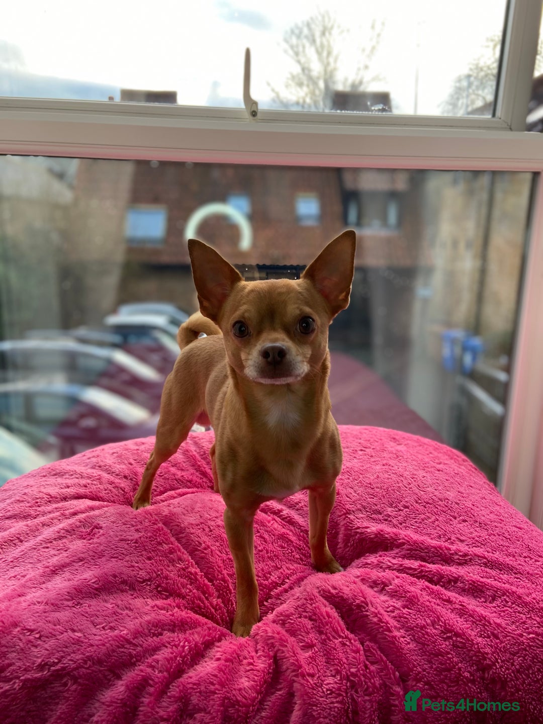 Chihuahua dogs for stud: Stunning male Chihuahua for stud in Ware - Image 5