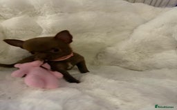 Pomchi dogs for sale: Fluffy Tiny Pomchi Puppies.🥰😍🤗 - Image 29