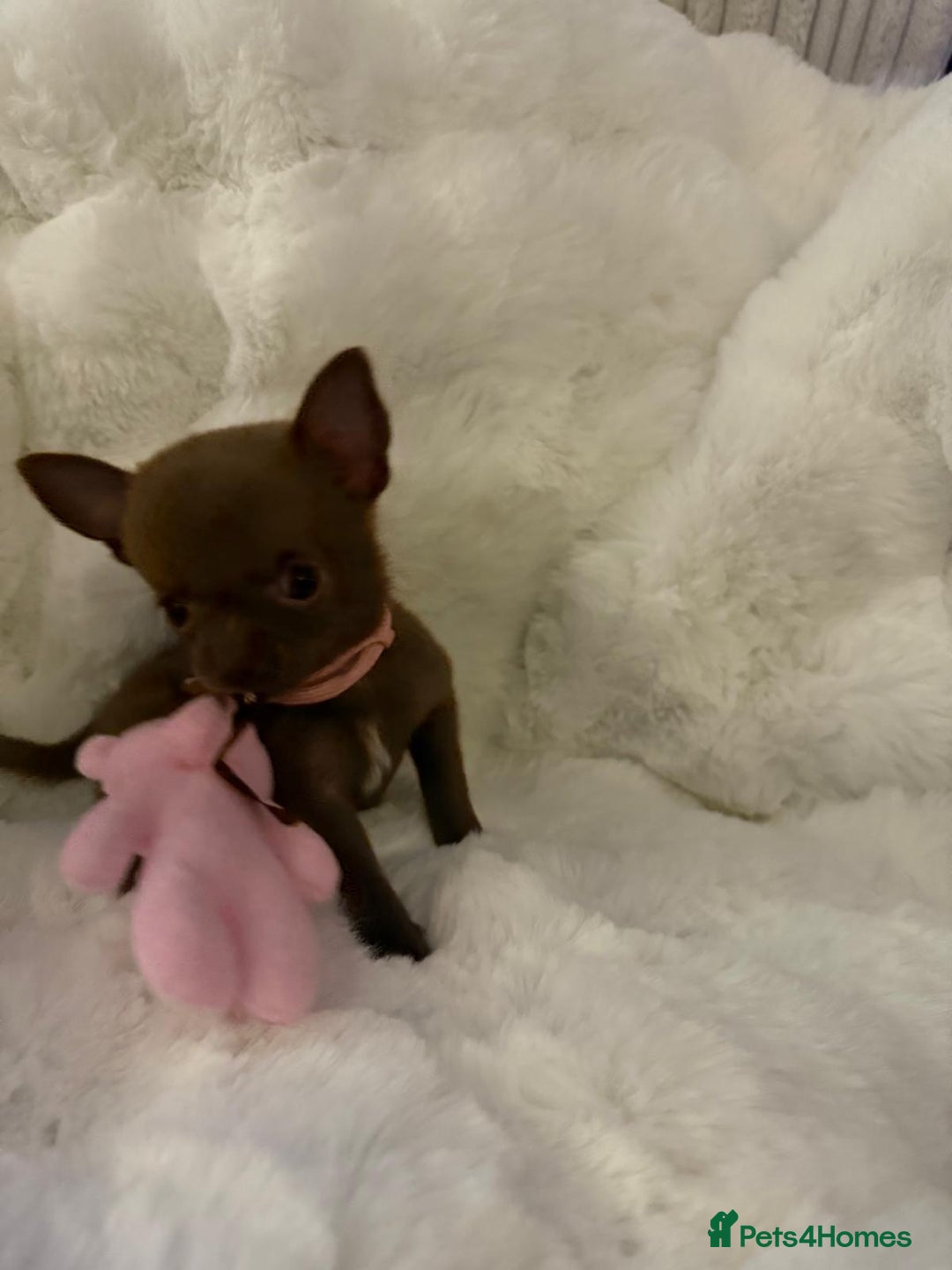 Pomchi dogs for sale: Fluffy Tiny Pomchi Puppies.🥰😍🤗 - Image 29