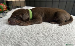 Dobermann dogs for sale: Beautiful litter of Doberman puppies  - Image 16