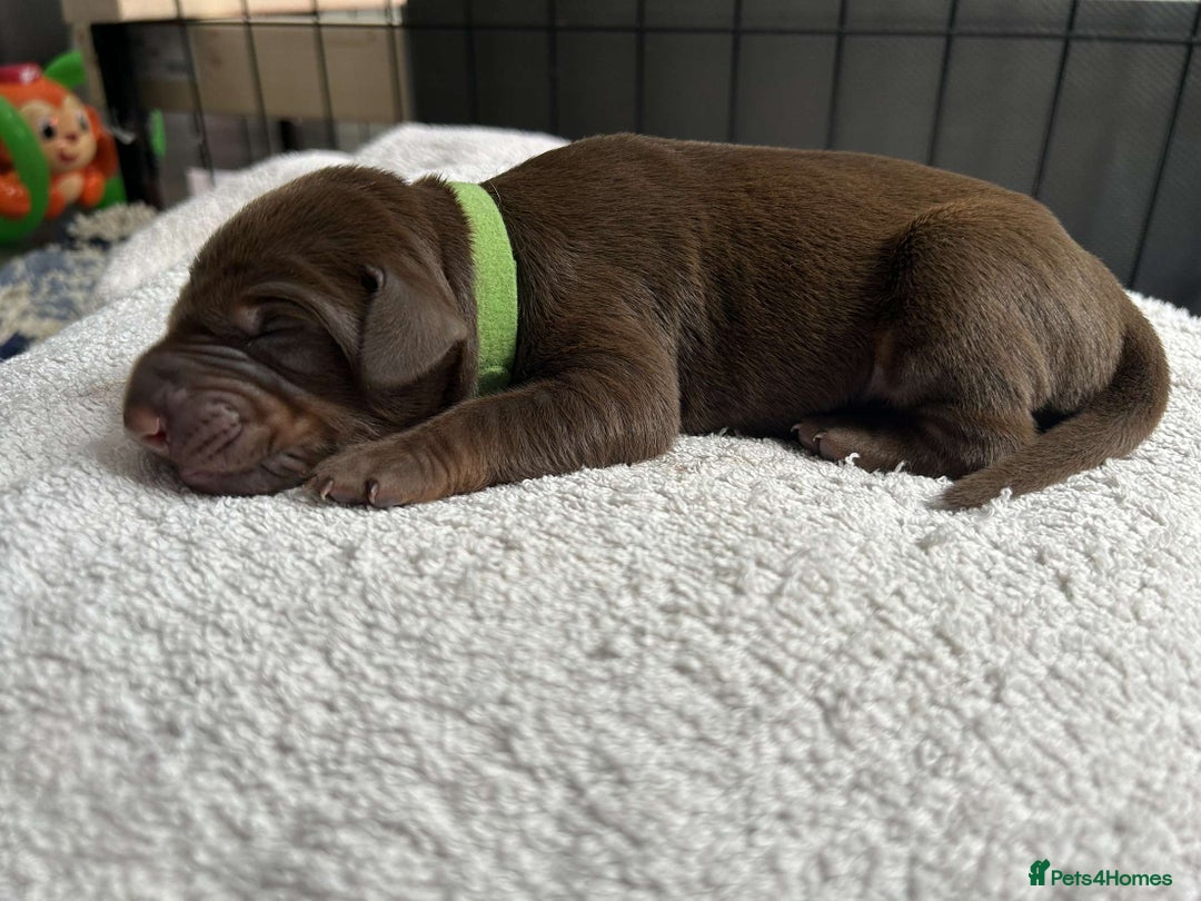 Dobermann dogs for sale: Beautiful litter of Doberman puppies  - Image 16