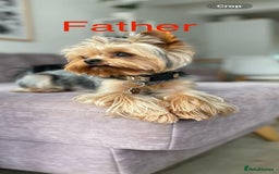 Yorkshire Terrier dogs for sale: Yorkshire Terrier Puppies for sale - Advert 2