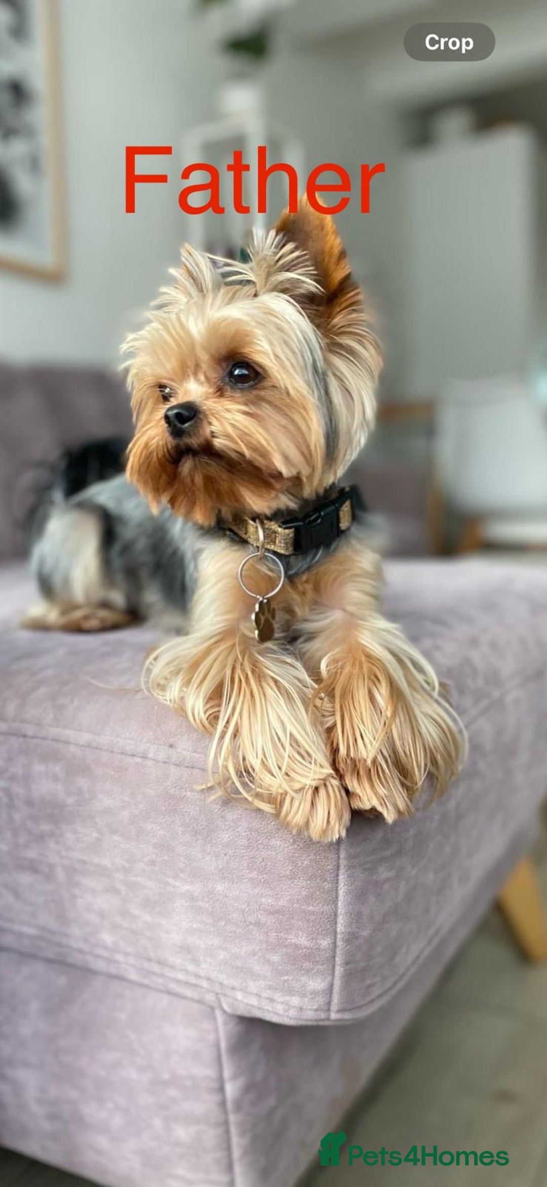 Yorkshire Terrier dogs for sale: Yorkshire Terrier Puppies for sale - Advert 2