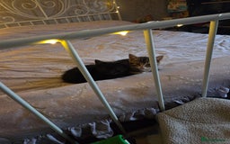 Domestic Shorthair cats for sale: Gorgeous black and tabby kittens - Advert 3