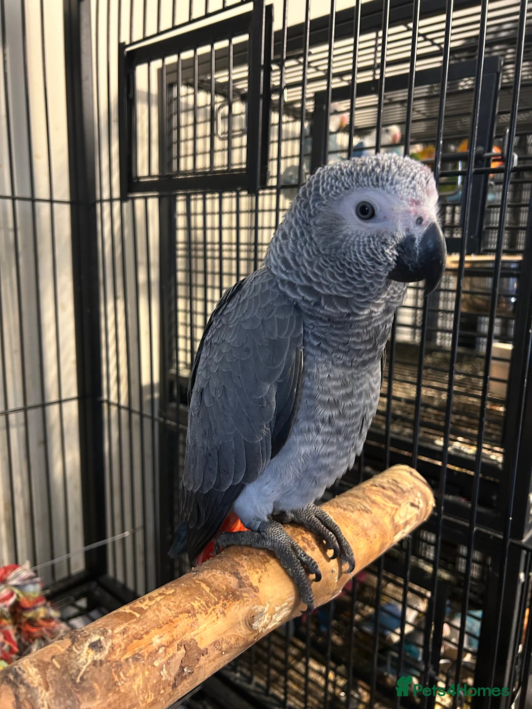Parrots birds for sale: Hand Reared Baby African Greys  - Image 2