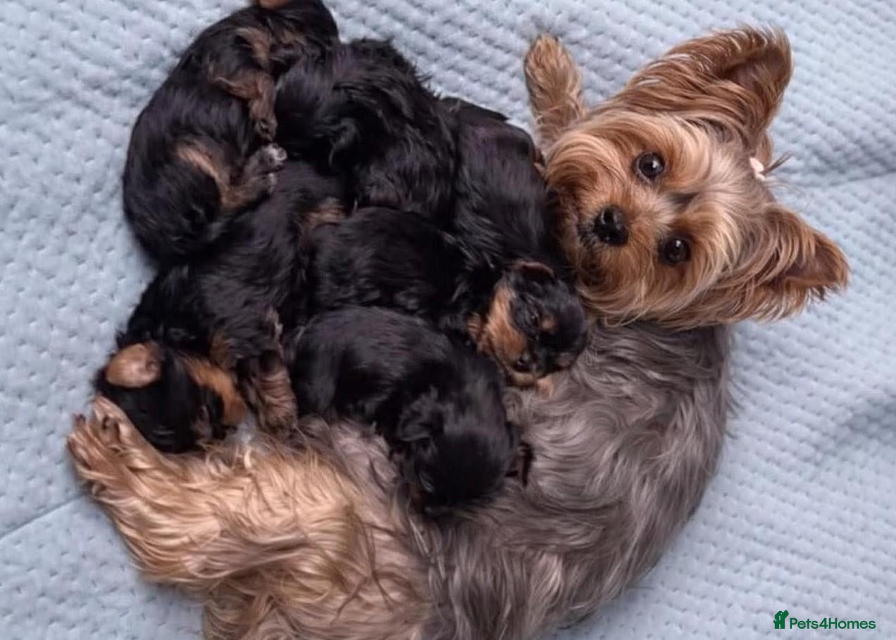 Yorkshire Terrier dogs for sale: Four Little Treasures with Hearts Full of Love - Advert 16