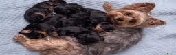 Yorkshire Terrier dogs for sale: Four Little Treasures with Hearts Full of Love - Advert 1