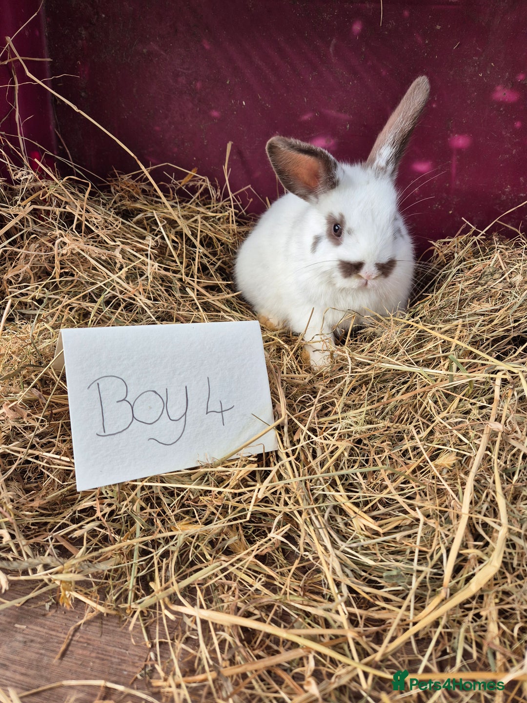 Mini Lop rabbits for sale: Bunnies looking for new homes - Advert 3