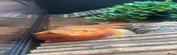 Bearded Dragon reptiles for sale: Beautiful red dragon - Advert 4