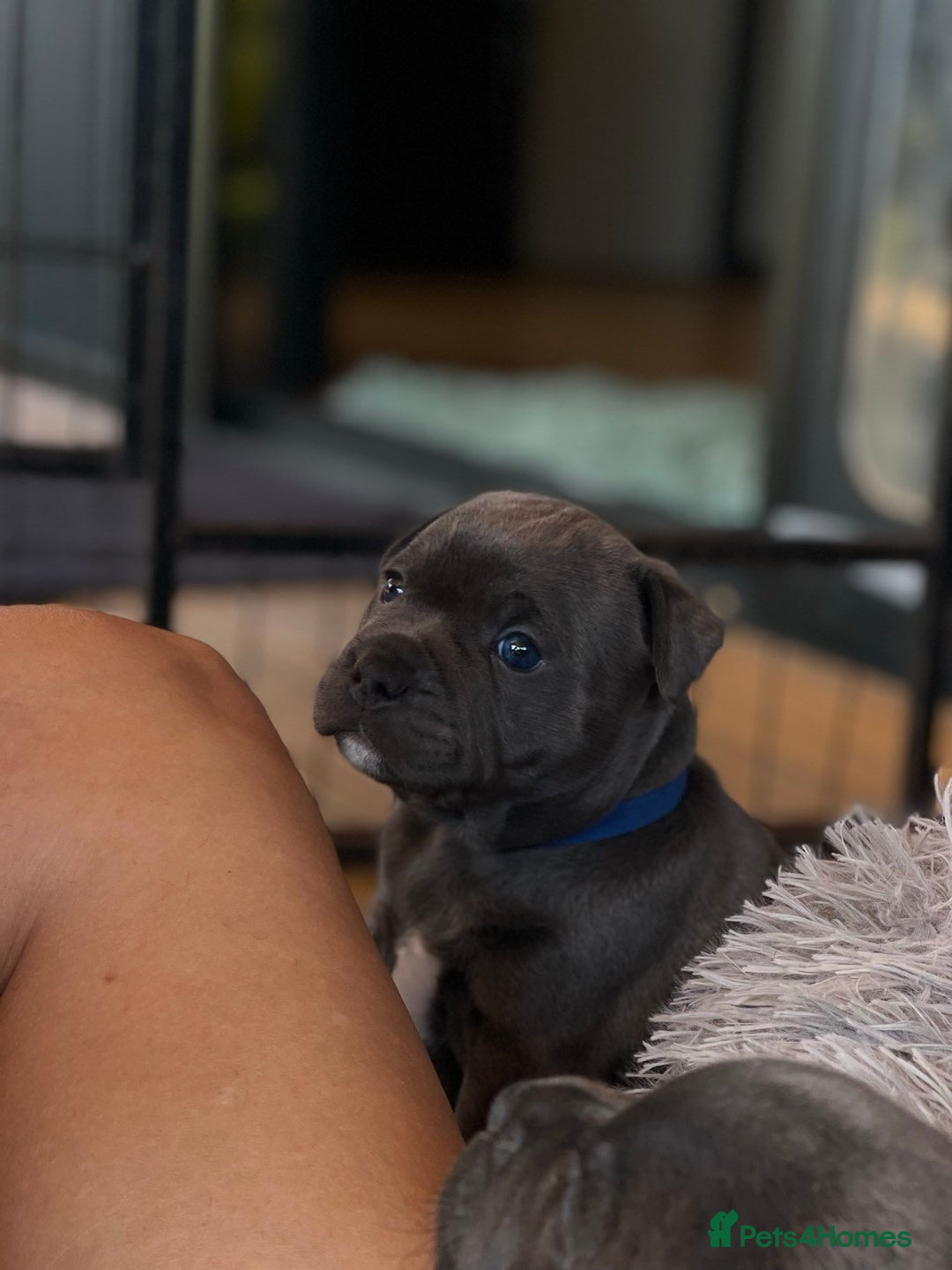 Staffordshire Bull Terrier dogs for sale: Purebred Blue Staffordshire Bull Terrier Puppies - Image 3