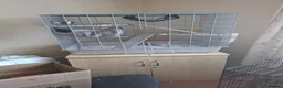 Rat rodents for sale: Phantom and casper in Bridgwater - Advert 2