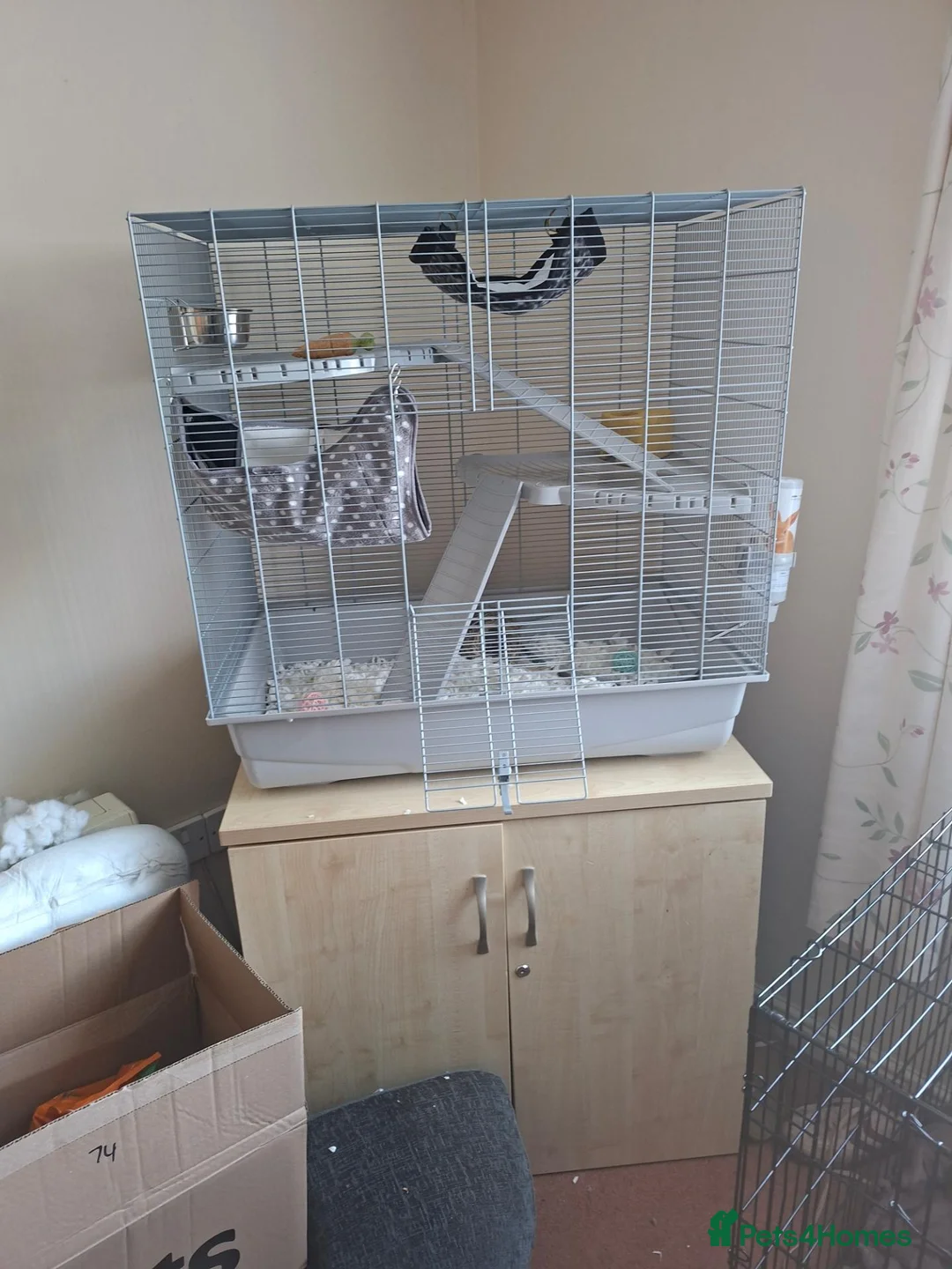 Rat rodents for sale: Phantom and casper in Bridgwater - Advert 2