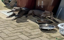 Staffordshire Bull Terrier dogs for sale: Blue  - Image 3