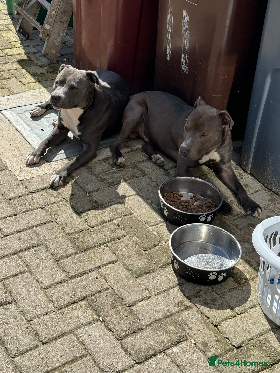 Staffordshire Bull Terrier dogs for sale: Blue  - Image 3