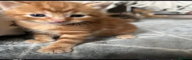 Mixed Breed Kitten 2