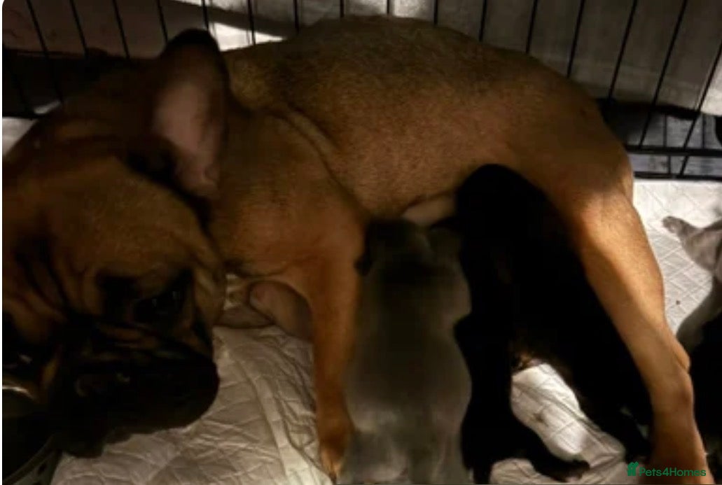 Mixed Breed dogs 1 fraffie girl left ready to leave now x - Advert 3