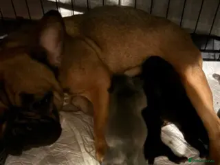 Mixed Breed dogs 1 fraffie girl left ready to leave now x - Advert 8