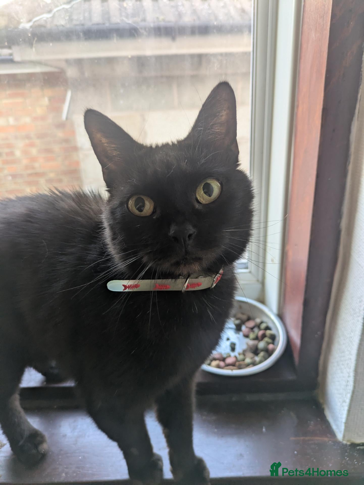 Mixed Breed cats for sale: Kittens still available Oct 2026 - Advert 17