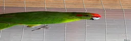 Parakeets birds for sale: 2 young kakariki ready to reserve - Advert 2