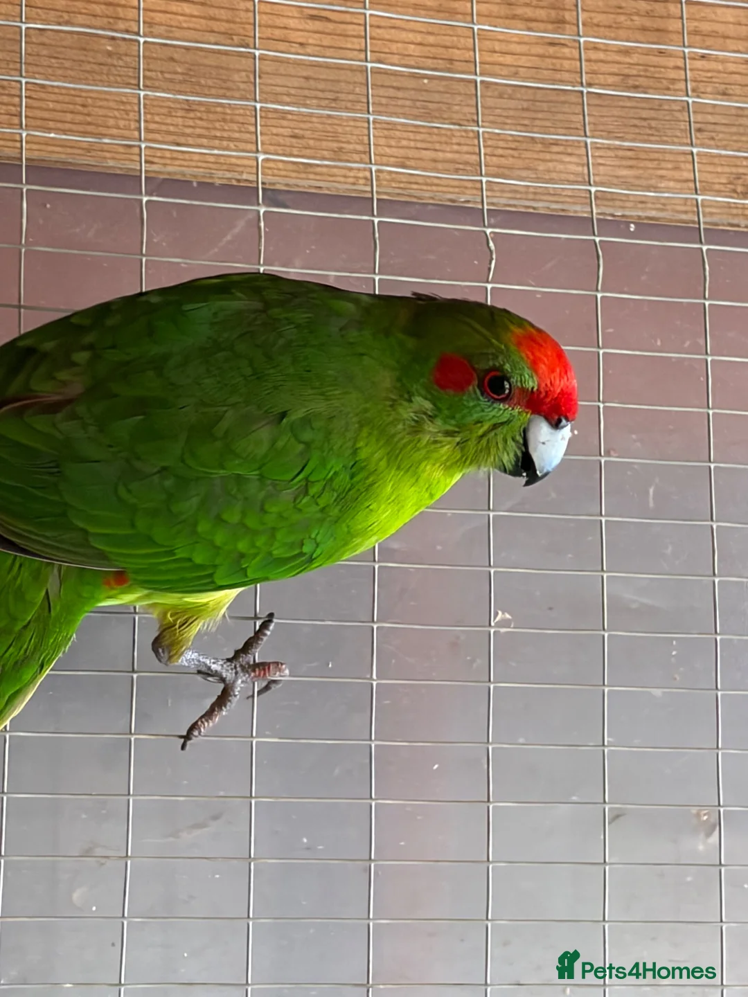 Parakeets birds for sale: 2 young kakariki ready to reserve - Advert 2