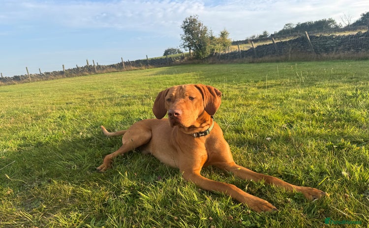 Hungarian Vizsla dogs - Advert 1