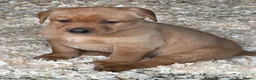Labrador Retriever dogs for sale: Beautiful healthy Labrador puppies  in Leicester - Advert 2