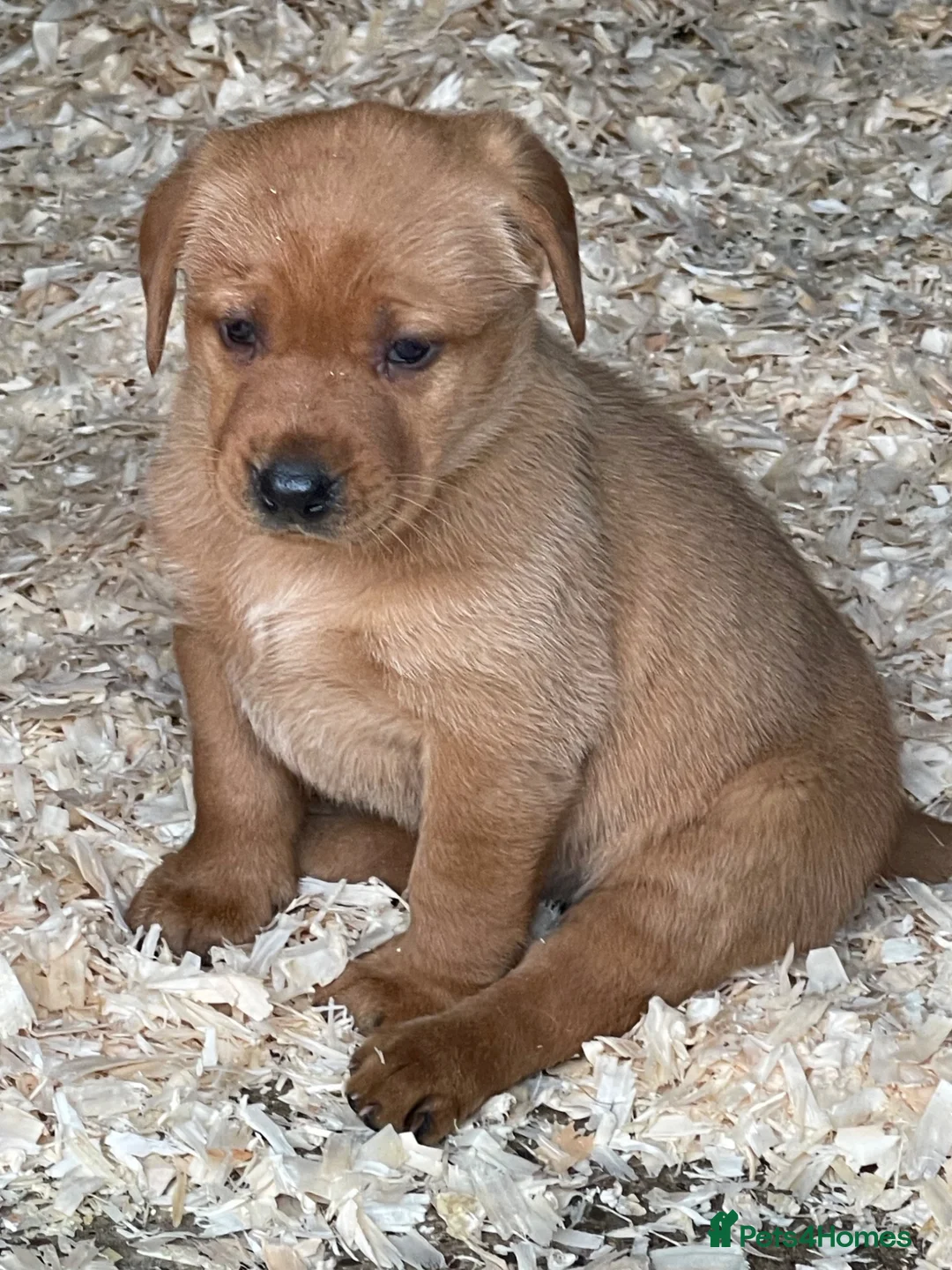 Labrador Retriever dogs for sale: Beautiful healthy Labrador puppies  in Leicester - Advert 2