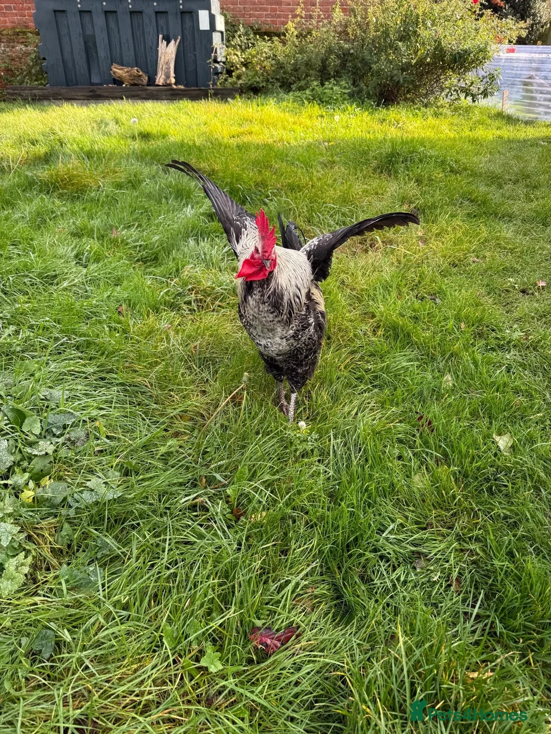 Chickens poultry for sale: Cockerel for sale in Norwich - Advert 2