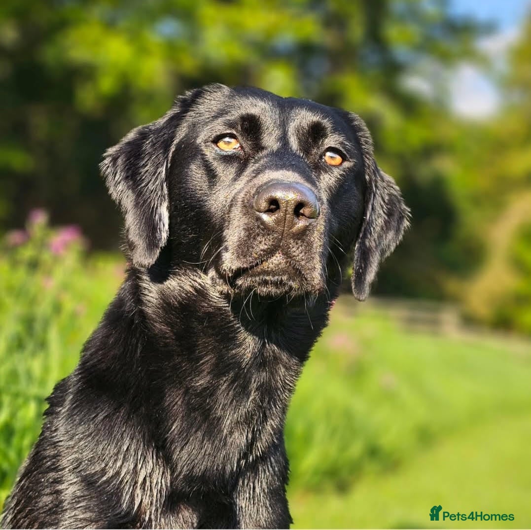 Labrador Retriever dogs Black Lab at Stud (Jocksburn Tay of Canderrose - Advert 2