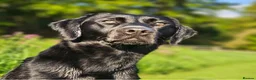 Labrador Retriever dogs for stud: Black Lab at Stud (Jocksburn Tay of Canderrose - Advert 1