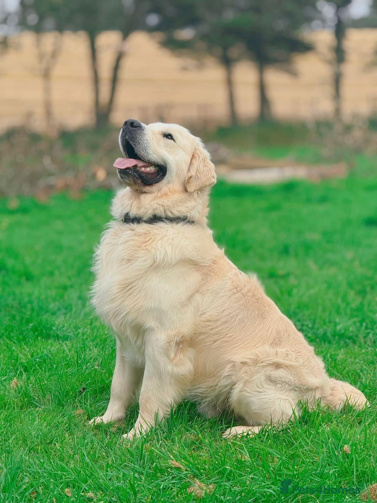 Golden Retriever dogs Kennel Club registered Golden Retriever - Advert 2