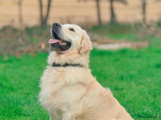 Golden Retriever dogs Kennel Club registered Golden Retriever - Advert 3