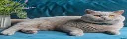 British Shorthair cats for sale: Gccf champion  - Advert 2