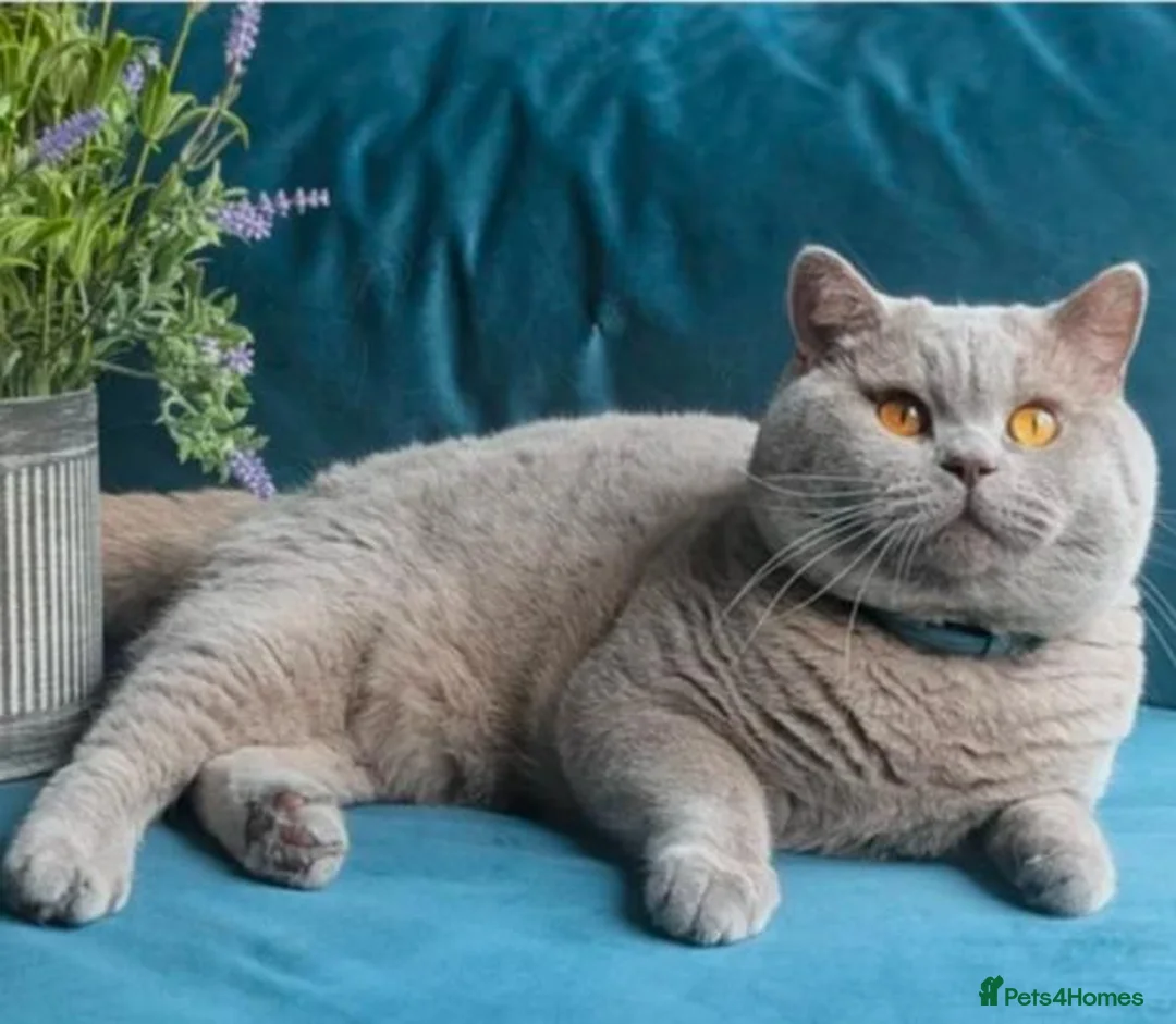 British Shorthair cats for sale: Gccf champion  - Advert 2
