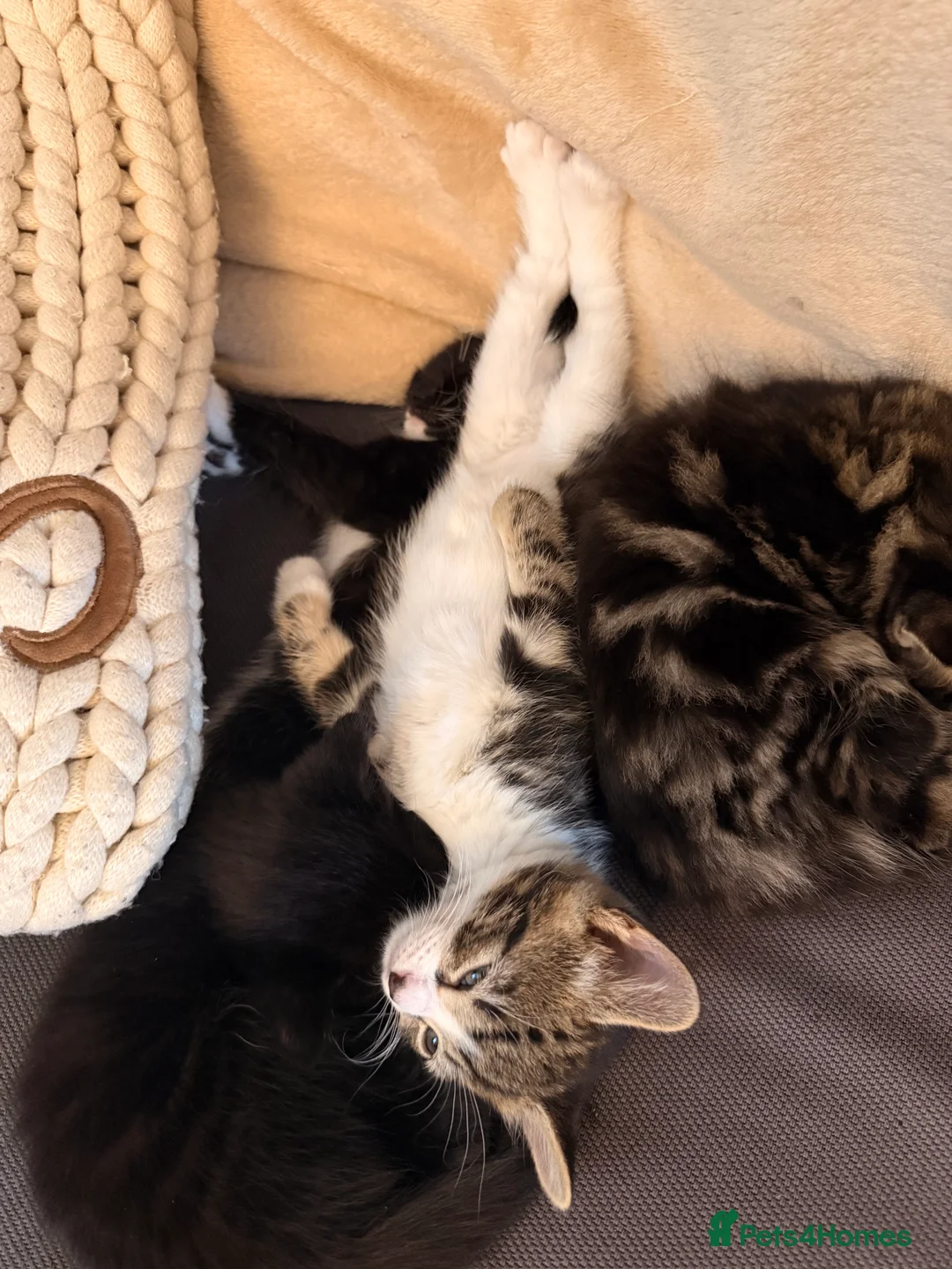 Mixed Breed cats for sale: X4 beautiful kittens looking for forever home.  - Advert 2